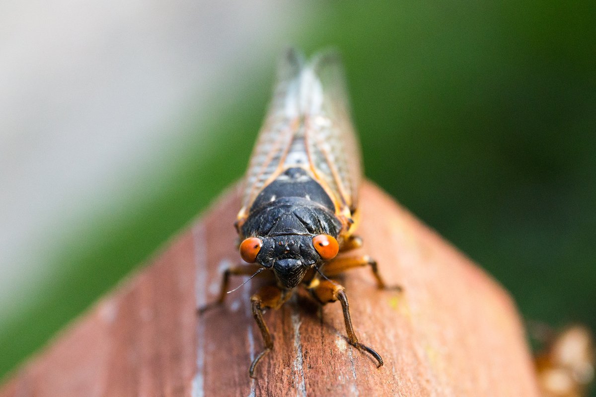 cicadas brood x columbus ohio cicadas central ohio cicadas