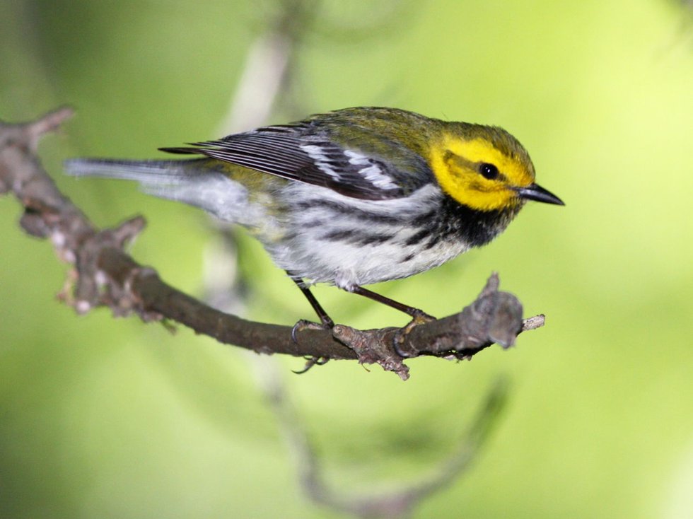 Black-throatedGreenWarbler_right_EarlHarrison.jpg