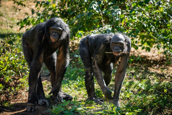 Bonobos (Unga and Gander)
