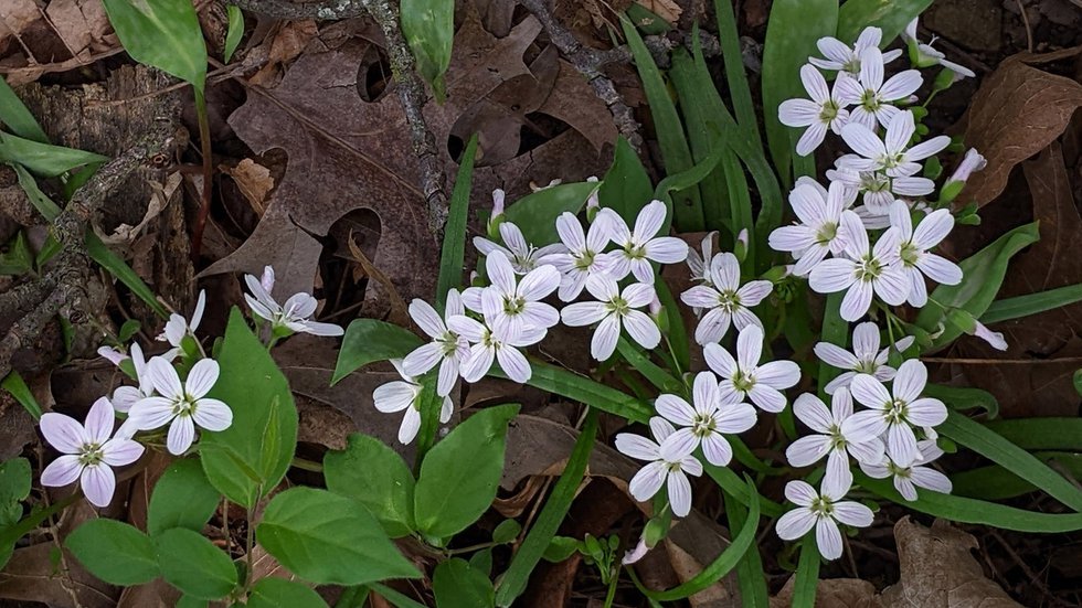 7 Spring Beauties.jpeg