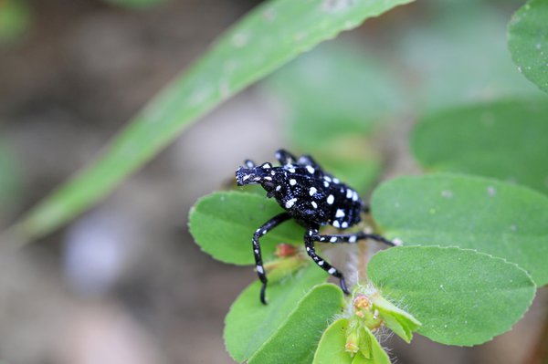 Spotted Lanternfly Early Nymp - Davey Tree.jpg