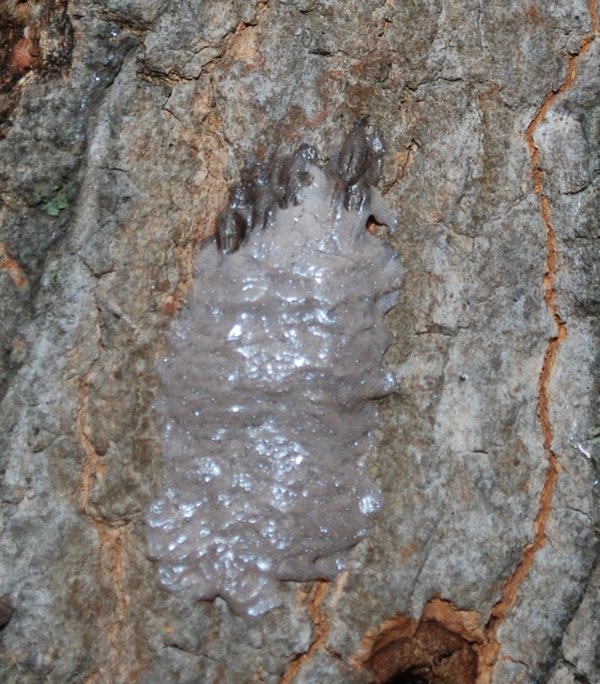 Spotted Lanternfly Egg Mass - MUST CREDIT - Pennsylvania Department of Agriculture, Bugwood.org.jpg