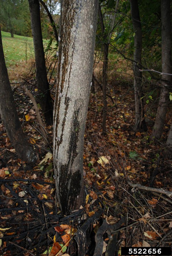 Spotted Lanternfly - Feeding Damage - MUST CREDIT -  Pennsylvania Department of Agriculture, Bugwood.org.jpg