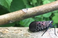 Spotted Lanternfly Adult - Close-Up - Davey Tree.jpg