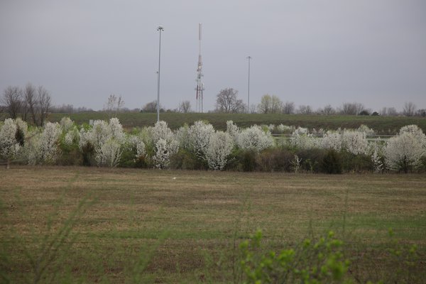 Callery Pear