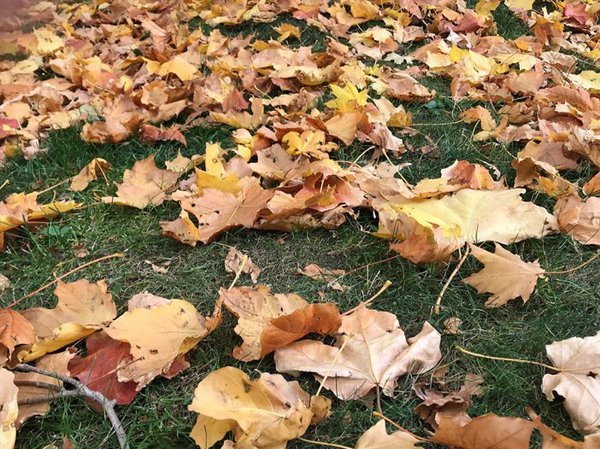 Leaves in Yard.jpg